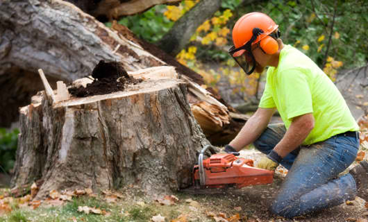 stump removal cost